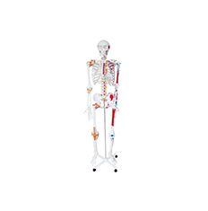 人体骨骼模型带韧带及肌肉着色